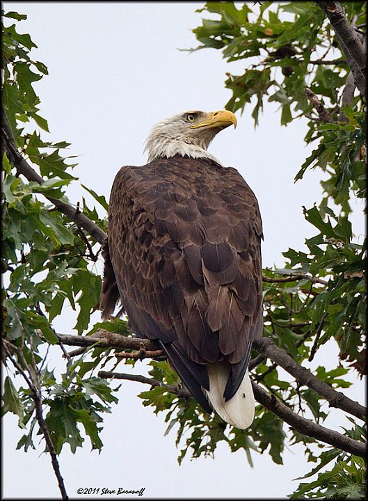 _1SB0871 bald eagle.jpg